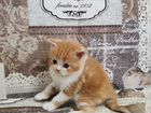 Британские котята рыжие объявление продам