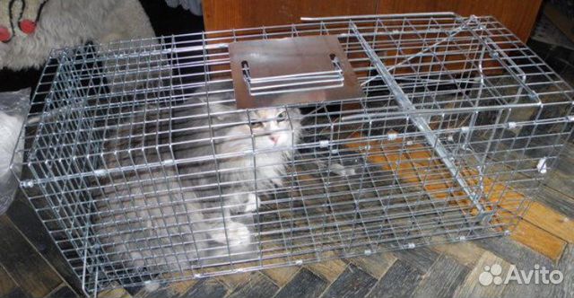 Клетка кошколовка Аренда