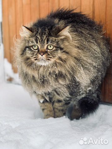 Ветеринарный врач