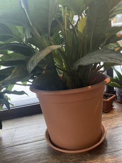 Цветы для офиса и террасы Аглаонема