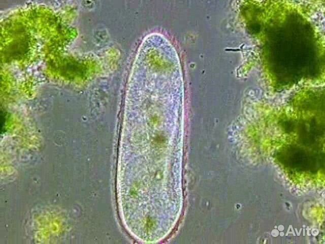 Живые корма,передержка, растения