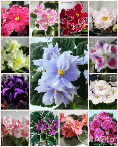 Сортовые фиалки, набор