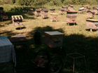 Продам пчелосемьи с ульями, пасеку объявление продам