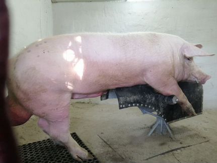 Спермодоза хряка-производителя