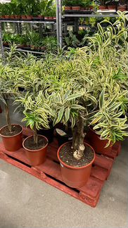 Драцена Рефлекса Сонг оф Индия Н 100 см