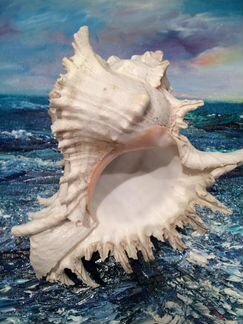 Ракушка Cassis Мальдивы 21 см