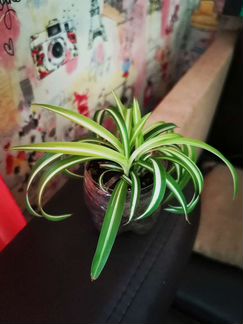 Хлорофитум