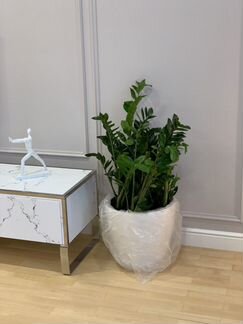 Замиокулькас замиелистный