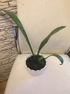 «Тёщин язык», сенсиверия