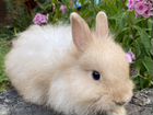 Кролик карликовый цветной