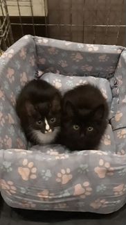 В добрые руки