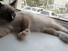 Сиамский котенок