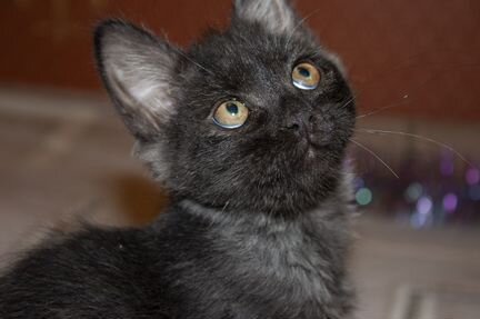 Котенок-мальчик, 2 месяца