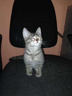 Котики-полосатики