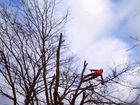 Удаление деревьев,измельчитель веток Переславль объявление продам