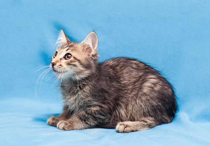 Пуховый котенок Шоня - ищем мальчику дом