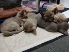 Бурманские котята. Вязка