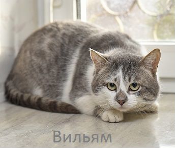 Кот Вильям в знающие руки