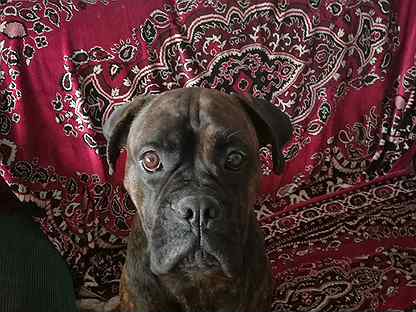 Животные. Городские новости анжеро-судженск телевидение. Стрижка йошкар терьер. Приют для животных в анжеро-судженске островок доброты. Анжеро судженск собака.