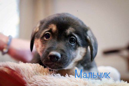 Малыш ищет дом