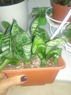 Сансевиерия Ханни