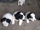 Продаю щенков Русского Спаниеля щенкам почти два м объявление продам