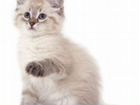 Невская маскарадная котенок-кошечка в добрые руки
