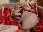 Канадский сфинкс котенок