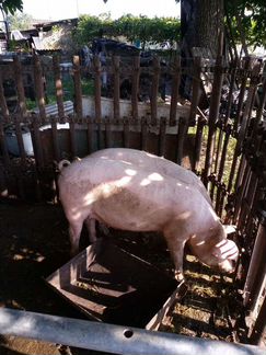 Свиньи живым весом - фотография № 2