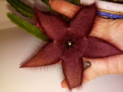 Садик суккулентов:эхеверия(эчеверия)