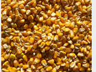 Зерно пшеница ячмень кукуруза