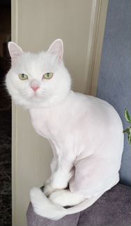 Стрижка кошек