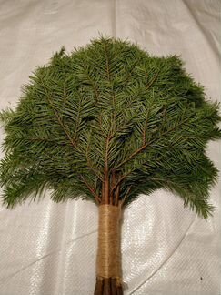 Пихтовый веник