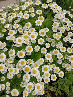 Ромашка,хризантема девичья (Пиретрум) многолетники