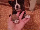 Собака в добрые руки щенок объявление продам