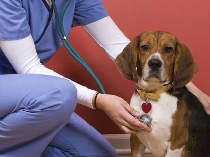 Ветеринарный врач выезд 24 часа