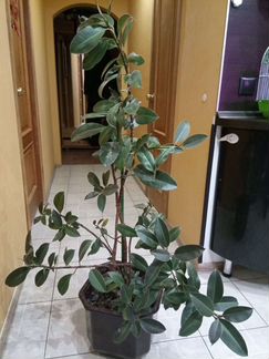Фикус Робуста