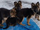 Собаки немецкая длинношерстная овчарка объявление продам