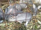 Кролики Серый Великан объявление продам