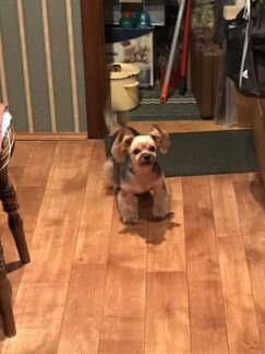 Стрижка и тримминг всех пород собак