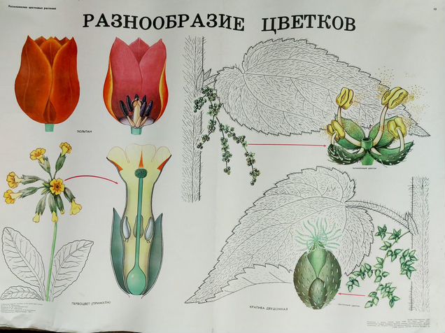 Какие есть ботанические науки