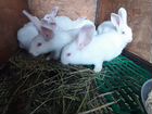 Кролики панноны объявление продам