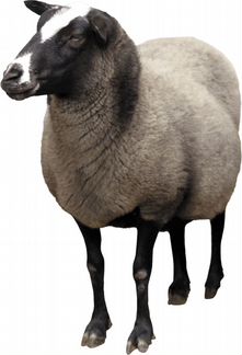 Овцы курдючные
