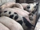Свини живым весом объявление продам