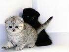 Чёрные и серебристые котята, мальчики и девочки