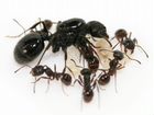 Матка муравья, птицееды,тараканы объявление продам