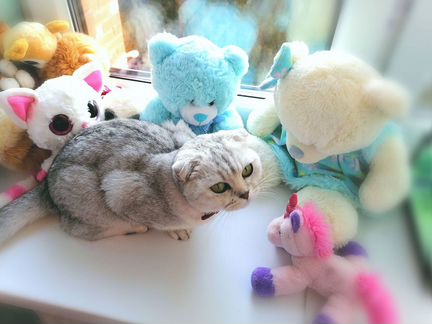 Шотландская шиншила кошка для души и в разведение
