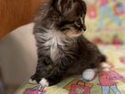 Котенок чистокровной Сибирской породы объявление продам