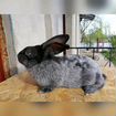 Кролики Серебро объявление продам