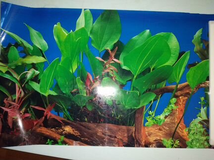 Фон для аквариума